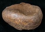 Dinosaur Calcaneum (Heel Bone) - Montana #12714-2